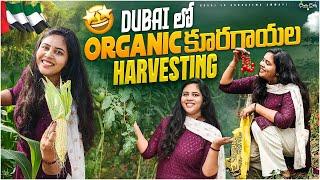 Dubai lo organic vegetables ||ఇలాంటికూరగాయలు తింటే ఆరోగయమేఆరోగ్యం#dubailokonasemaammayi