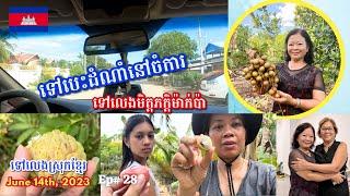 Cambodia Trip 2023  Ep# 28 || ទៅបេះដំណាំនៅចំការ ទៅលេងមិត្តភក្តិម៉ាក់ប៉ា | Harvest Fruits At Farm