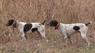 Greystone Castle Sporting Club Upland Bird Hunting