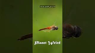 Planet Weird #documentary #dragonfly 1-5