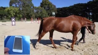 Using a metronome in horse training with Andrew McLean