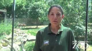 Ask the Philadelphia Zoo Keepers: What is your favorite memory from your time as a keeper?