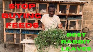 Best rabbit leave || rabbit farming in nigeria