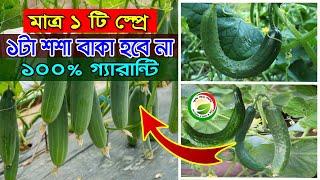 শশা/খিরা বাঁকা বা কোঁকড়ানো আর হবে না 100% গ্যারান্টি মাত্র ১ টি স্প্রে বাজীমাতcucumber cultivation