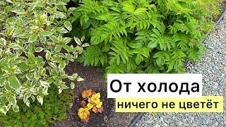 САД в конце мая! Холодные ночи. Планы на лето!