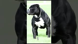 #americanbully #edit #bulldog
