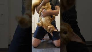 Котёнку 6 месяцев!  #котенок #милый #любимец #мейнкун