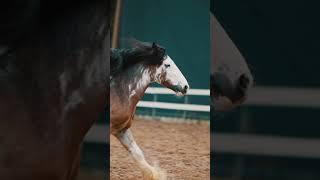 Кобыла породы тинкер - Леди #gypsycob #лошади #тинкер #тинкеры #gypsyvanner #irishcob #tinker