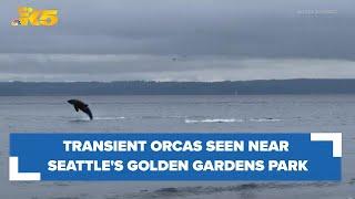 Transient orcas caught on video jumping out of the water by Seattle's Golden Gardens park