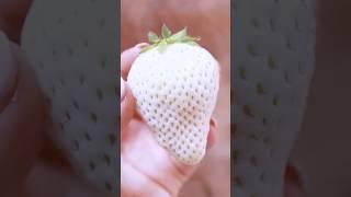 ТОП3 Самых ДОРОГИХ Фруктов в Мире! #shorts