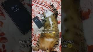 СОННЫЙ КОТЯМБИК #коты #cats #животные #котики #shorts