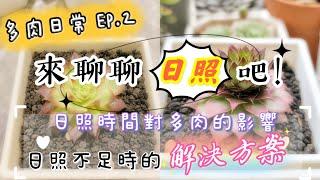 【新手必看】EP.2 淺談日照｜日照不足可以養多肉嗎？｜A&Y多肉日常｜The effect of sunshine time on Succulents