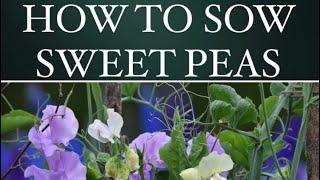 HOW TO SOW SWEET PEAS