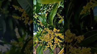 Mango Flower || Nature || Relaxing Video || Salma Shareef Diaries ||#nature #relaxing #greenery 