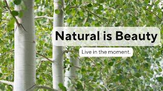 Whispering Quaking Aspen Trees: A Serene Nature Experience