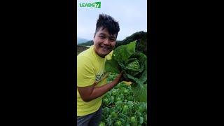 Huge Chinese Cabbage!