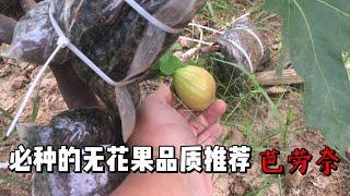 園藝愛好者必入的無花果品種：芭勞奈。#gardening #figs #無花果