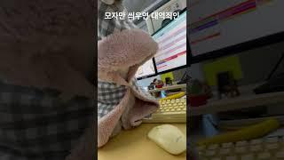 모자만 씌우면 대역죄인 되는 강아지 짭잘
