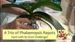 Trio of Phalaenopsis Repots | Orchid Repotting, Each Orchid Plant with Its Own Challenges!