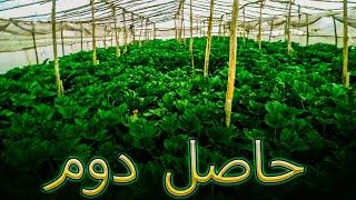 Hazara Town Farming which vegetables [ حاصل دوم