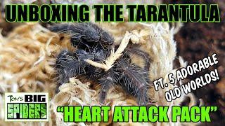 Tarantula "Heart Attack Pack" Unboxing ft. Cyriopogopus sp.