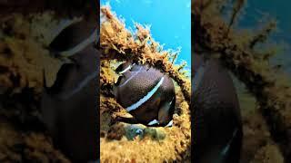 French Angel Snorkeling Phil Foster Memorial Park