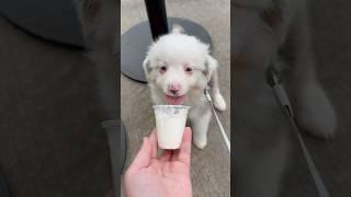 It’s pup cup o’clock #puppy #starbucks #pupcup #australianshepherd #cute #yummy #baby #margot