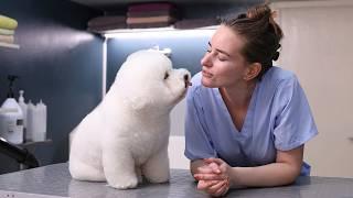 Bichon Frise *Dog Grooming* 4K