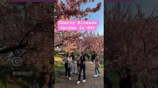 #nyc #newyork #summer #centralpark #spring #cherryblossom #tulip #garden #park #picnic #sakura