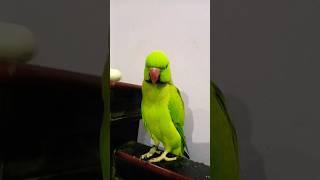 kobsorat mittu #parrot #talkingparot #birds #nonstoptalkingparrot #talkingparrot #funny #cute
