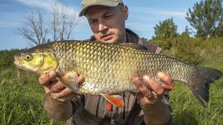 KLENIE z RZEKI |  ŁOWIENIE RYB na BOLONKĘ i LETNIA WĘDKARSKA PRZYGODA | CHUB FISHING | WODA PZW