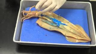 Squid dissection