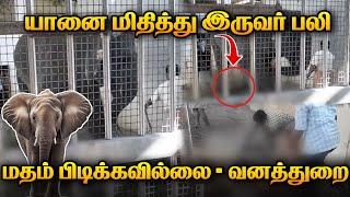 திருச்செந்தூர் கோவில் யானை மிதித்ததில் இருவர் பலி | Elephant Attack | Death | Viral News