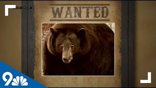 Bear known as 'Hank the Tank' breaks into California homes