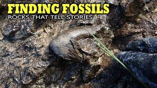 Finding Fossils - Rocks that tell stories