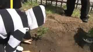 St. Benedict's Prep. - Rain Garden
