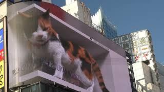 [4k] Giant 3D Cat on Billboard in Shinjuku - Tokyo Japan