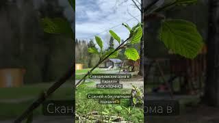 Домики в лесу Карелии | подробности в закреплённом комментарии #отдыхвкарелии #карелия