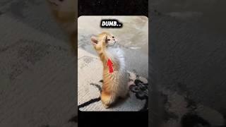 Cats can learn Kung-Fu #shorts