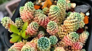 Sedum dasyphyllum и его вариации. Компактный и неприхотливый почвопокровный суккулент