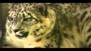 Snow Leopard vocalizing with Zookeeper - Sacramento Zoo