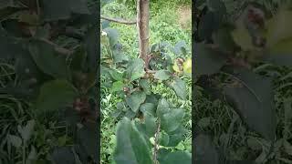 UHDP (Ultra High Density Plantation) on Apple. Working on Techniques of Prem Chauhan Shentoo(APS)