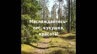 Лес, весна, кукушка, красота!