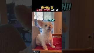 좋아하는 걸 숨기지 못하는 강아지 #동물 #강아지 #개