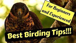 Bird Watching Tips (Birding)