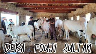 Dera Fougi Sultan Mirwal ( PART 02 ) Fateh Jang Bulls 2022 - Cow Mandi 2022 - Bakra Mandi 2022- JNTV