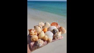 Winter shelling on Navarre Beach January 2020 *VIRTUAL SHELLING*