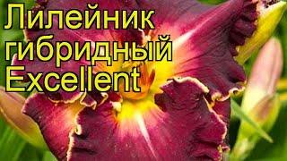 Лилейник гибридный Экселлент. Краткий обзор, описание характеристик hemerocallis Excellent