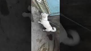 what a cute dog