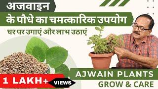 अजवाइन के पौधे का चमत्कारिक उपयोग, घर पर उगाएं और लाभ उठाएं I Grow & Care Ajwain Plant: Wonder Herb